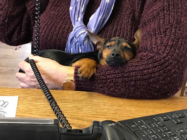 Rspca And St Giles Rescue Centre Rescue 38 Dog From One Somerset